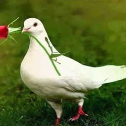 Alaattin