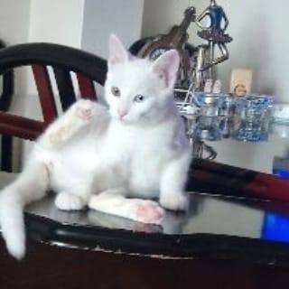 Melda