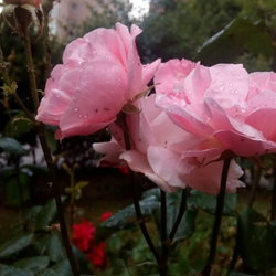 Emine