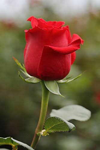 Sandeep