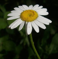 Damla
