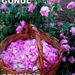 Duru
