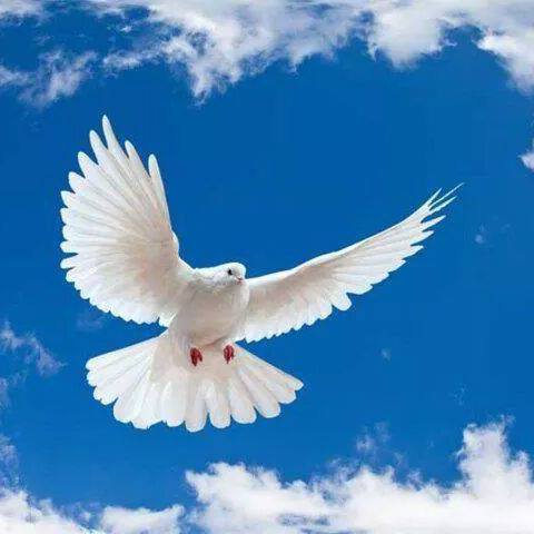 Aşkın