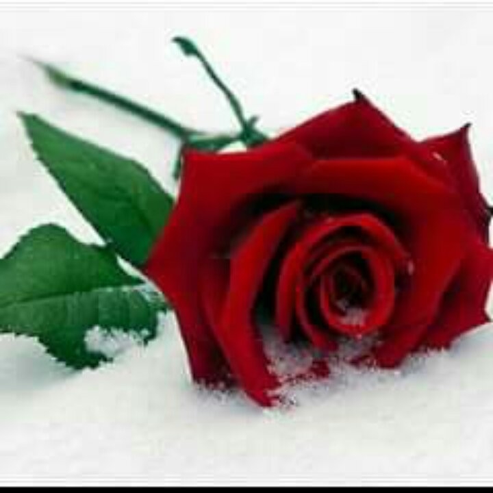 Hasret