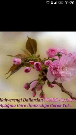 Ayse