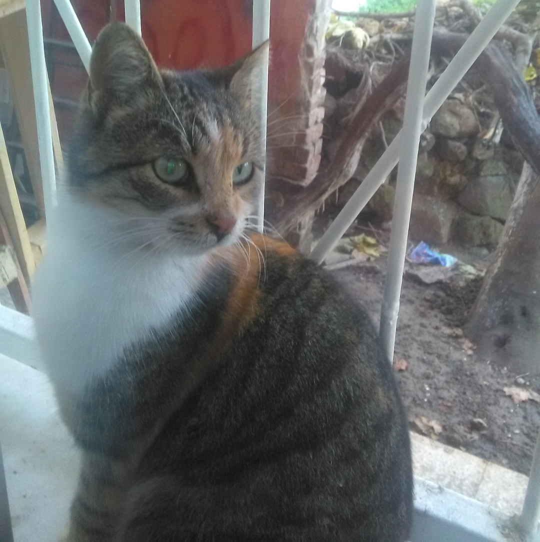 Deniz