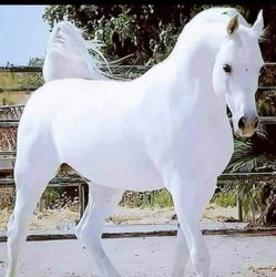 Fuat