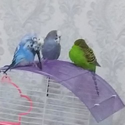 Melek