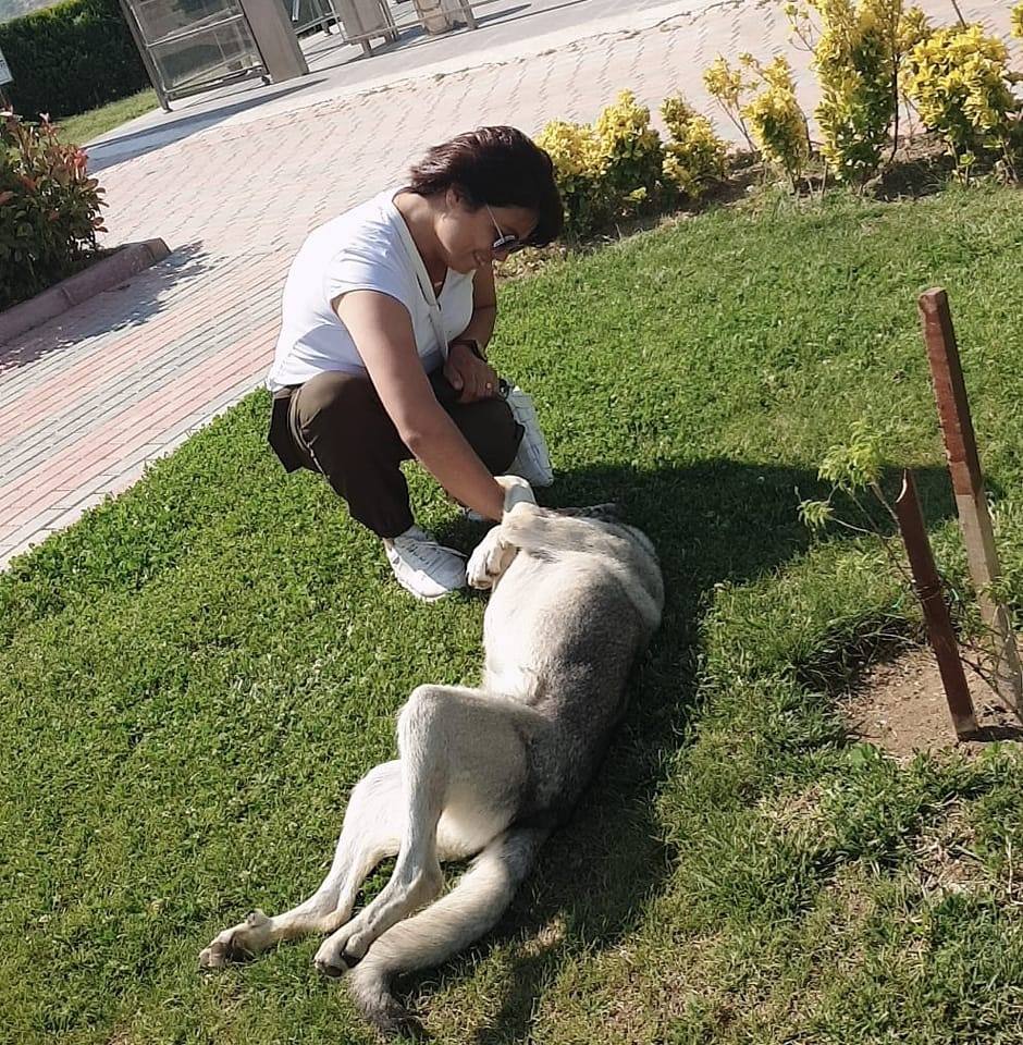 Gül