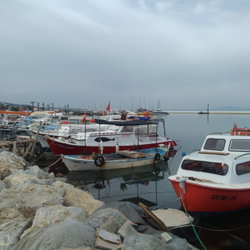 Songul
