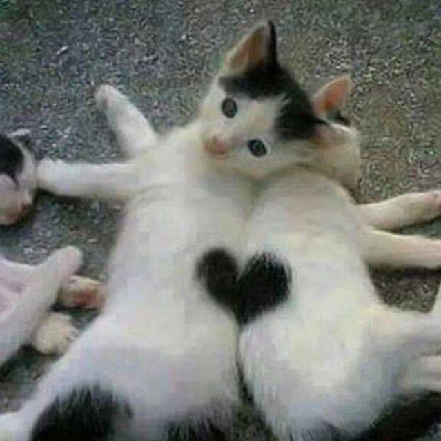 Mypat