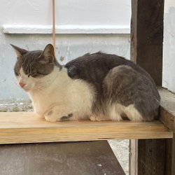 Oğuz