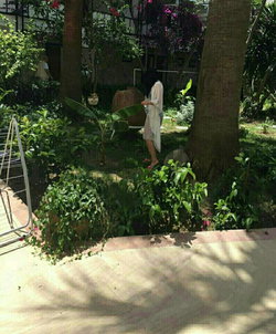 Sema