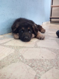 Arya