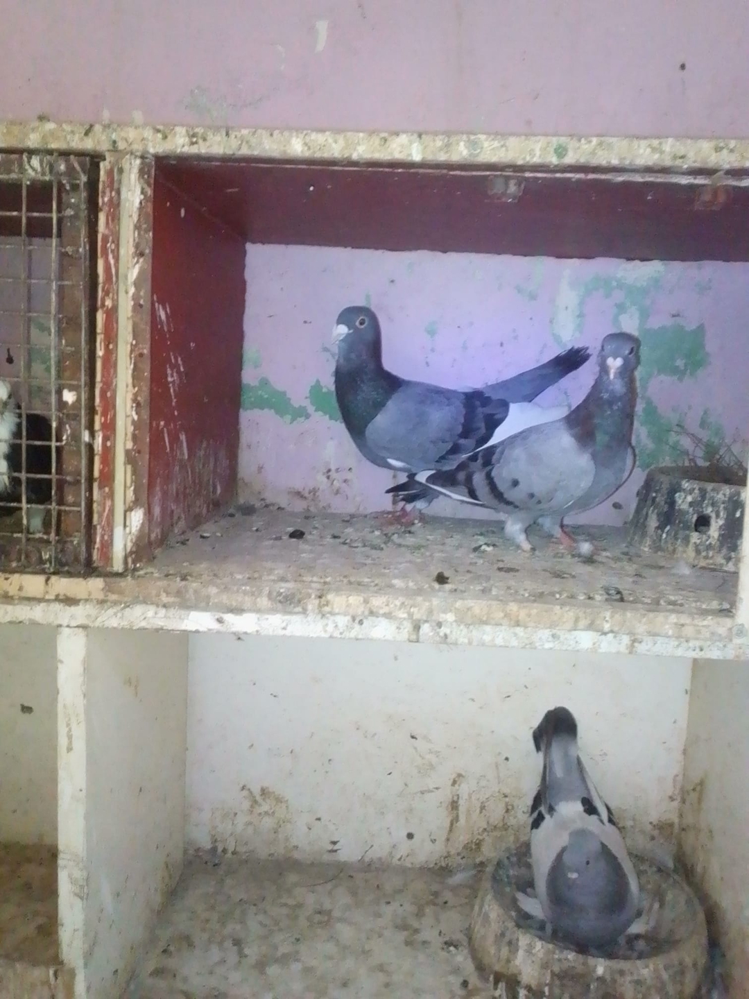 Tayfun