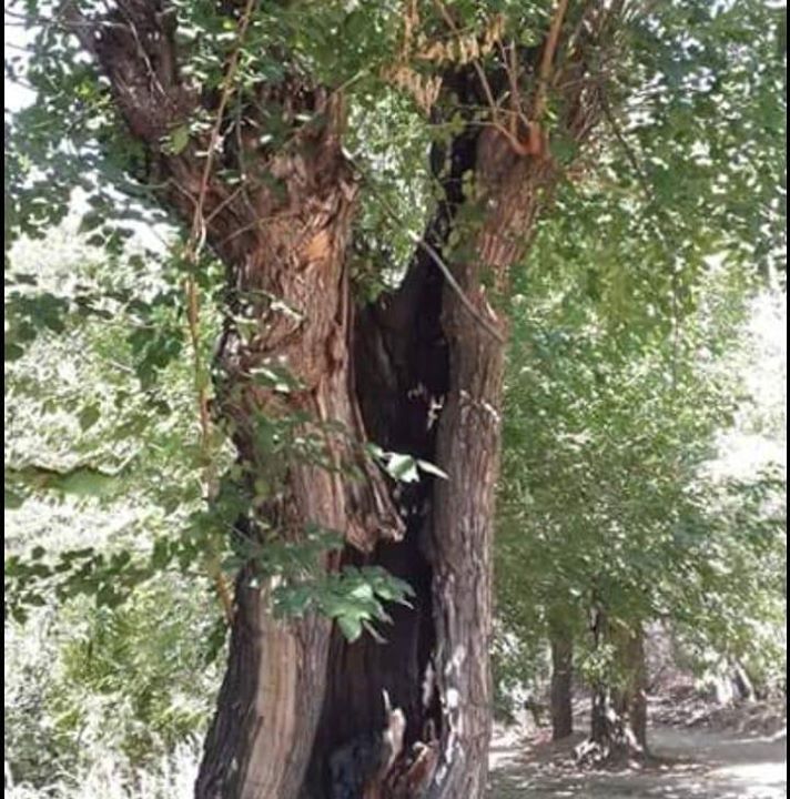 Coşkun