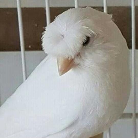 قدور