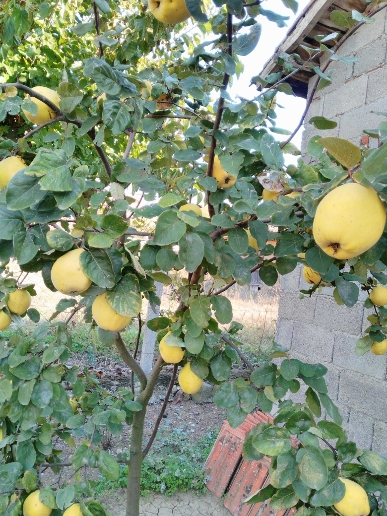 Yılmaz