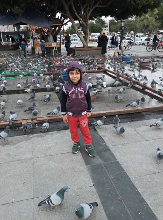 شيبا