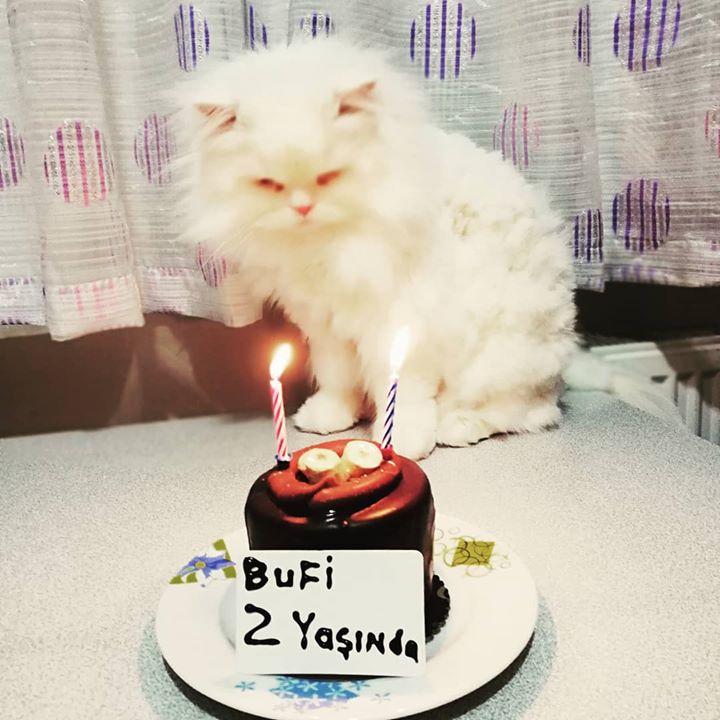 Bufi