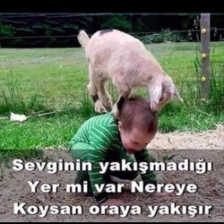 Şenol