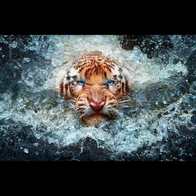 Soner