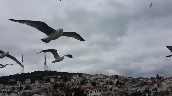 Menekşe