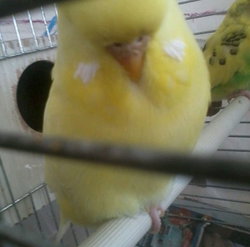 Mahmut